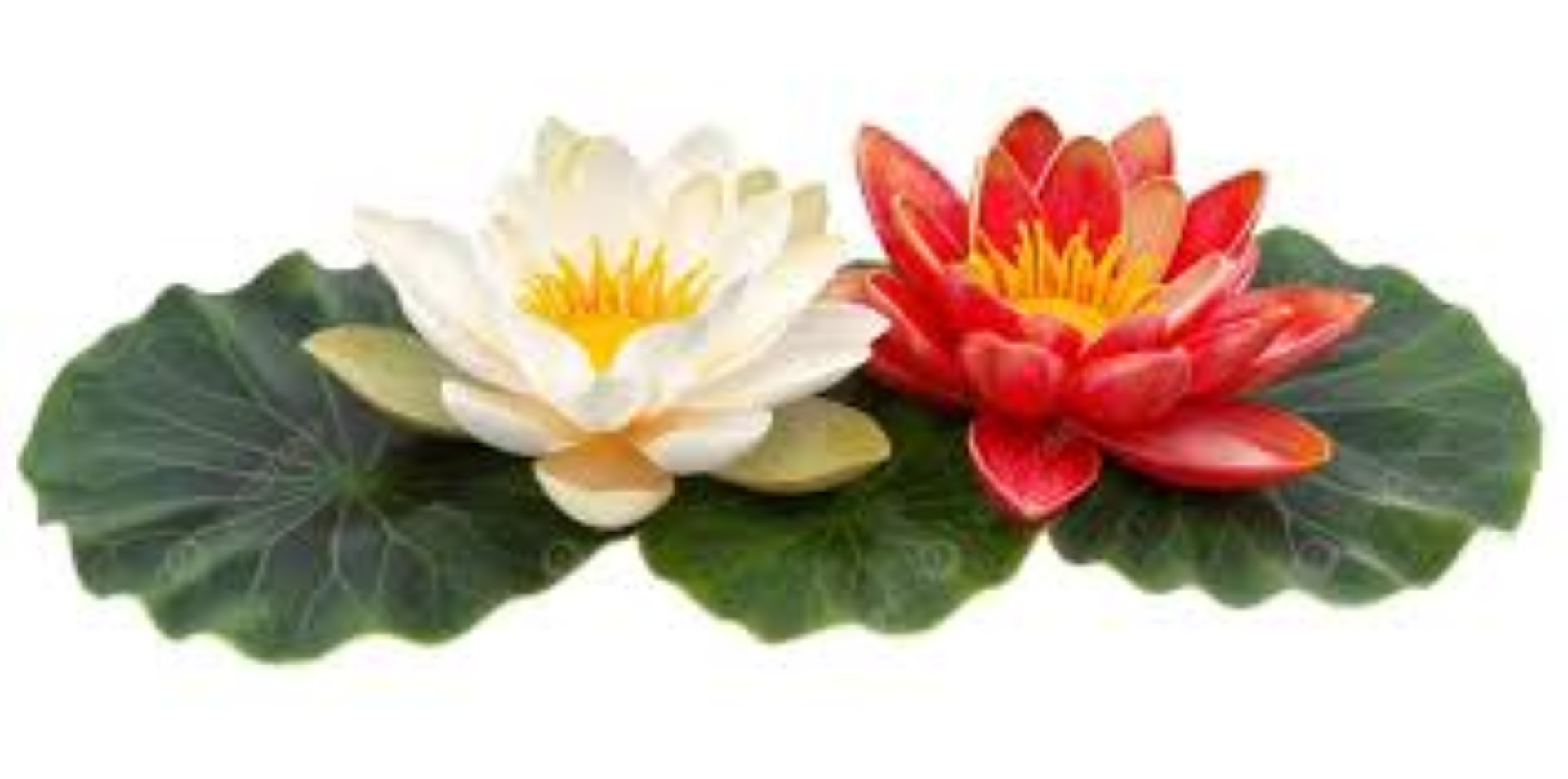151 LOTUS LILY & JASMINE TRIGGER 250ML 